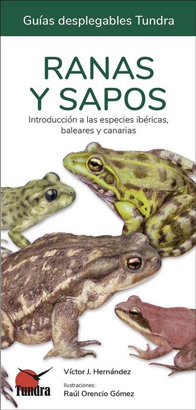 RANAS Y SAPOS - GUIAS DESPLEGABLES TUNDRA | 9788419624109 | HERNANDEZ, VICTOR J.